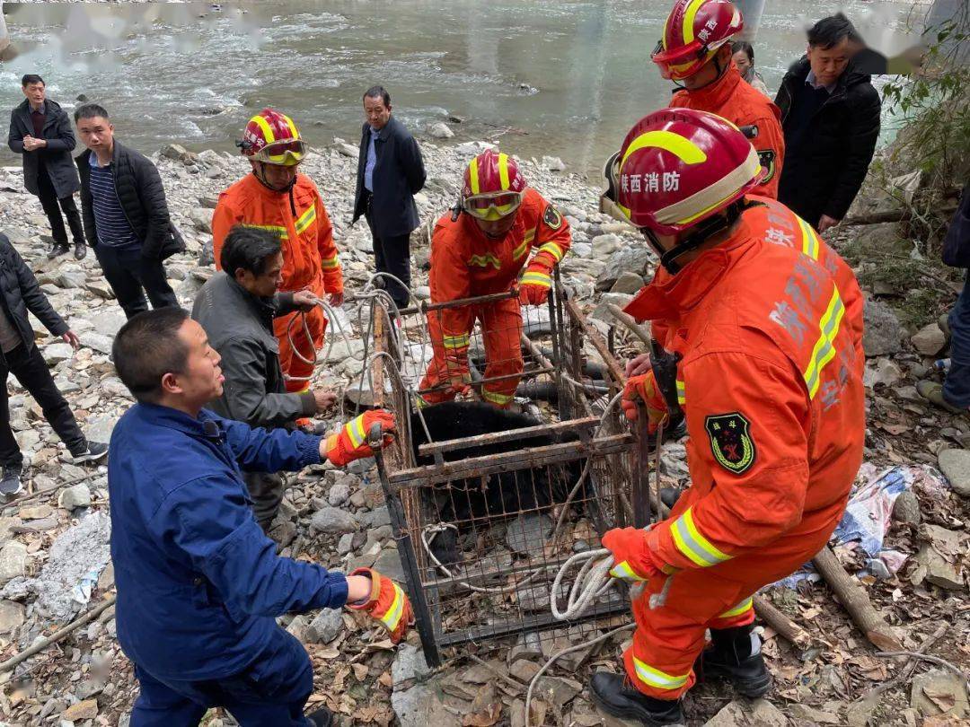 黑熊队关键时刻全队发力，成功逆转取胜！